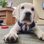 picture of puppies