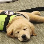 picture of puppy
